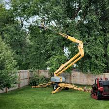 Best Tree and Shrub Care  in Whetstone, AZ