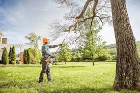 Best Tree Removal  in Whetstone, AZ