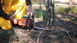 Best Emergency Tree Removal  in Whetstone, AZ
