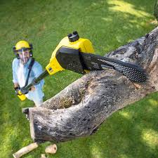 Best Hazardous Tree Removal  in Whetstone, AZ