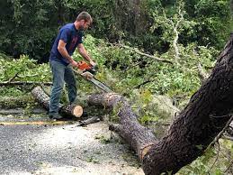 Best Palm Tree Trimming  in Whetstone, AZ