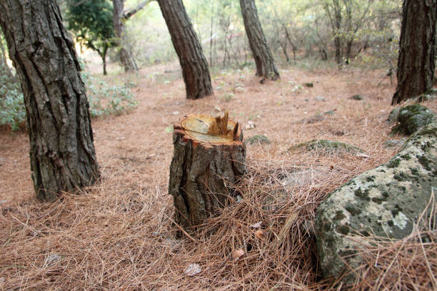 Best Tree Risk Assessment  in Whetstone, AZ