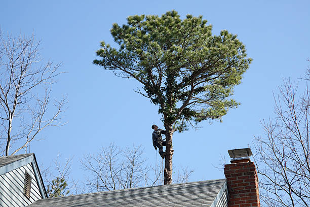 Best Lawn Dethatching  in Whetstone, AZ